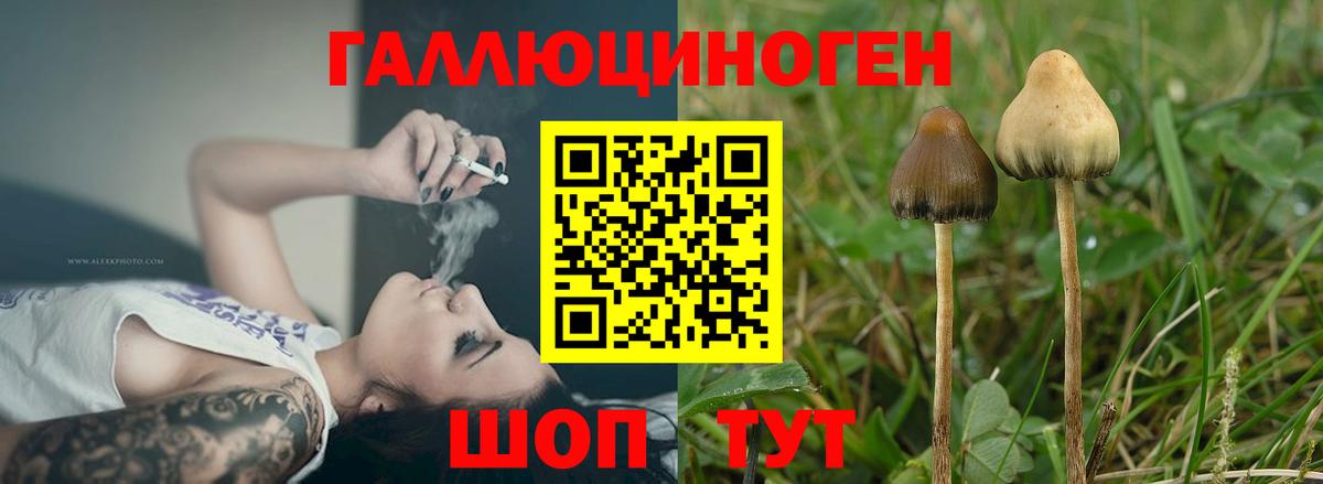 Галлюциногенные грибы GOLDEN TEACHER Геленджик
